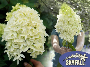 Hortensja bukietowa Skyfall HIACYNTOWE KWIATY
