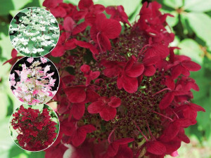 Hortensja bukietowa Wim's Red MOCNY CZERWONY KOLOR