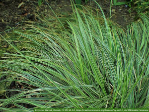 Turzyca Morrowa Variegata WIELOLETNIA TRAWA