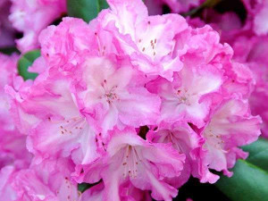 Różanecznik Blurettia rododendron zimozielony