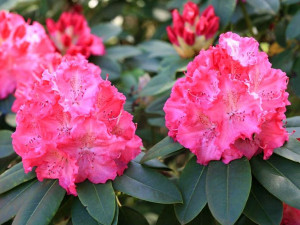 Różanecznik Germania rododendron ZIMOZIELONY