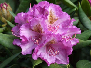 Różanecznik Bohlken's Lupinenberg rododendron