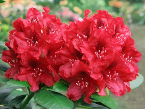 Różanecznik Matador rododendron ZIMOZIELONY