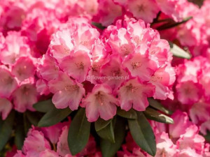 Różanecznik Fantastica rododendron zimozielony
