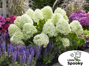 Hortensja bukietowa Little Spooky NISKA, do 0,5m