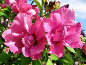 Ketmia syryjska Duc de Brabant hibiskus