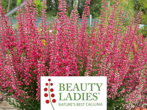 Wrzos Sophia Beauty Ladies
