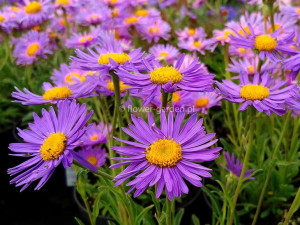 Aster alpejski Dunkle Schöne miododajne kwiaty