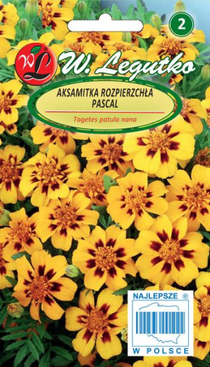 Nasiona Aksamitka rozpierzchła Pascal złotożółta