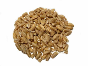 Orkisz Ziarno Schwabenkorn Oraz Oberkulmer Rotkorn 5kg Swojska Piwniczka