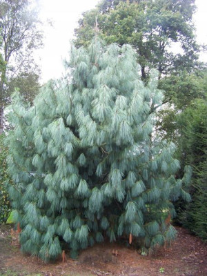 SOSNA HIMALAJSKA Himalayan White Pine nasiona