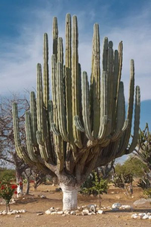 Kaktus Neobuxbaumia tetetzo TETECHE CACTUS nasiona
