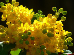 MAHONIA krzew atrakcyjny cały rok nasiona