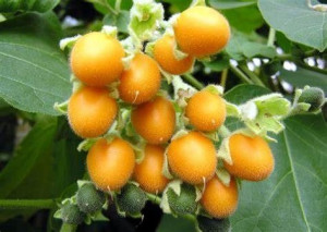 Pomidor drzewiasty TAMARILLO żółty nasiona