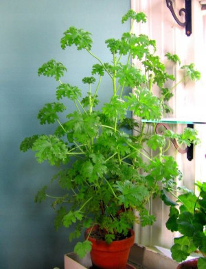 GERANIUM Anginowiec leczniczy doniczkowy nasiona