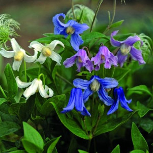 POWOJNIK CAŁOLISTNY Clematis integrifolia nasiona