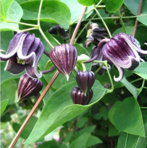 POWOJNIK BRĄZOWY Clematis fusca pnącze nasiona