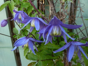 POWOJNIK ALPEJSKI Clematis alpina nasiona