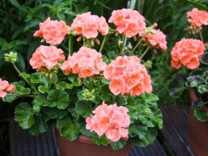 Pelargonia rabatowa łososiowa COLORAMA nasiona