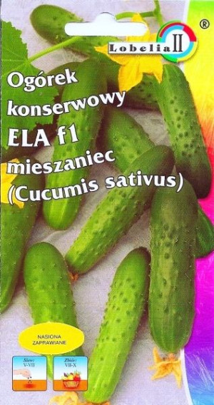 Ogórek ELA owocuje do jesieni do słoików nasiona