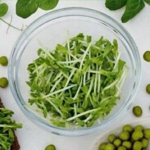 GROCH nasiona na kiełki 1000g