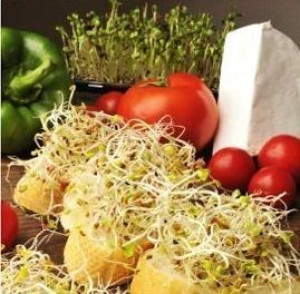 RZODKIEW JAPOŃSKA DAIKON na kiełki 1000g