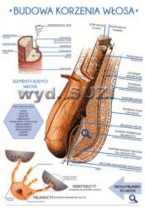 Tablica dydaktyczna. Kwalifikacja A.19, A.23 - sprawdź wiedzę.