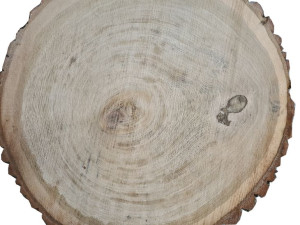 plastry drewna dębowe 28cm