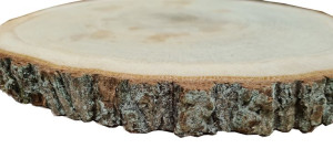 plastry drewna dębowe 26cm