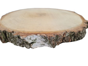 plastry drewna brzoza 28cm