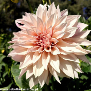 Dalia Talerzowa Cafe Au Lait 1 SZT