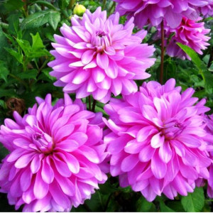 Dalia Dekoracyjna Bluetiful 1 SZT