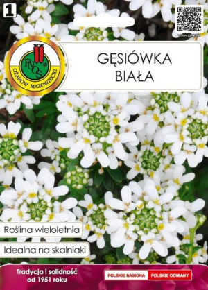 Gęsiówka Biała Wieloletnia Bardzo Liczne Kwiaty Pnos