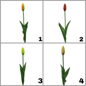Tulipan pojedynczy guma S13-06S