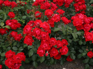 Róża rabatowa Black Forest Rose Czerwona, Odporna na choroby - ADR