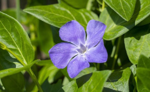 Barwinek pospolity NIEBIESKI (Vinca Minor) P9