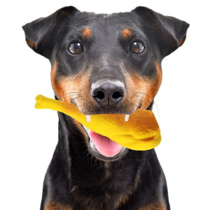 Lupipets Dog Toy Grill - Zabawka Piszcząca 16cm