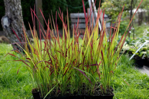 TRAWA IMPERATA CYLINDRYCZNA Red Baron Czerwona!!