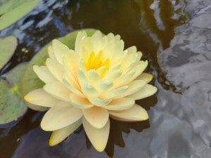 Lilia wodna Nymphaea Lemon Meringue Nowość !