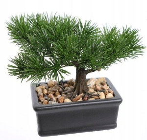Bonsai W Doniczce