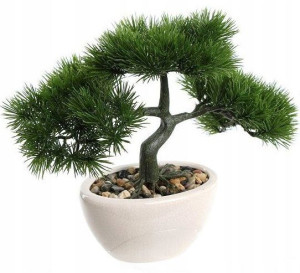 Bonsai W Doniczce