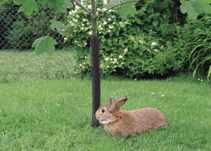 Osłonka Siatka Na Drzewka Sarny 80cm