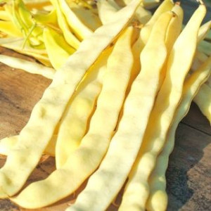 Biopon Fasola zwykła tyczna mamut Goldmarie nasiona 10 g