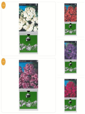 Phlox Wiechowaty Zestaw 5 Szt.