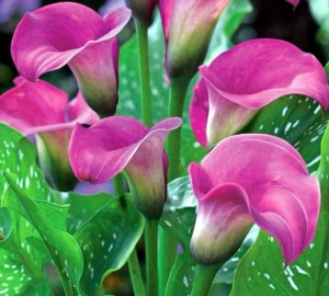 Zantedeschia Kalla Różowa 1 Szt.