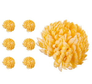 Chryzantema ananas jasno żółty x6