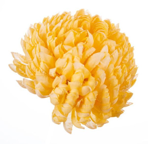 Chryzantema ananas jasno żółta