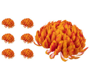 Chryzantema ananas pomarańczowa x6