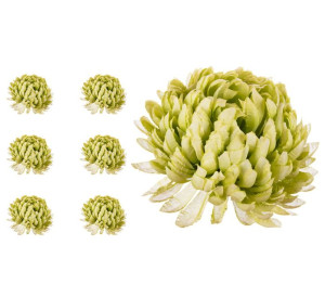 Chryzantema ananas zielona 6 sztuk