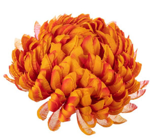 Chryzantema ananas pomarańczowa